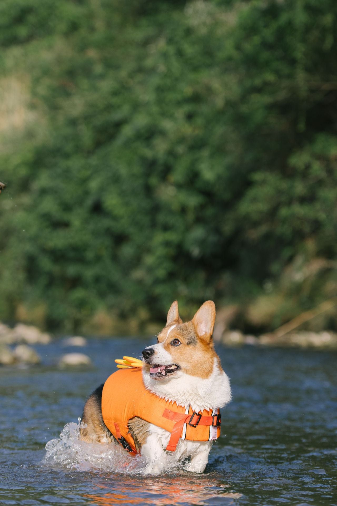 Adorable Design Dog life jacket High Buoyancy Anti-Drowning - FriskFable - friskfable