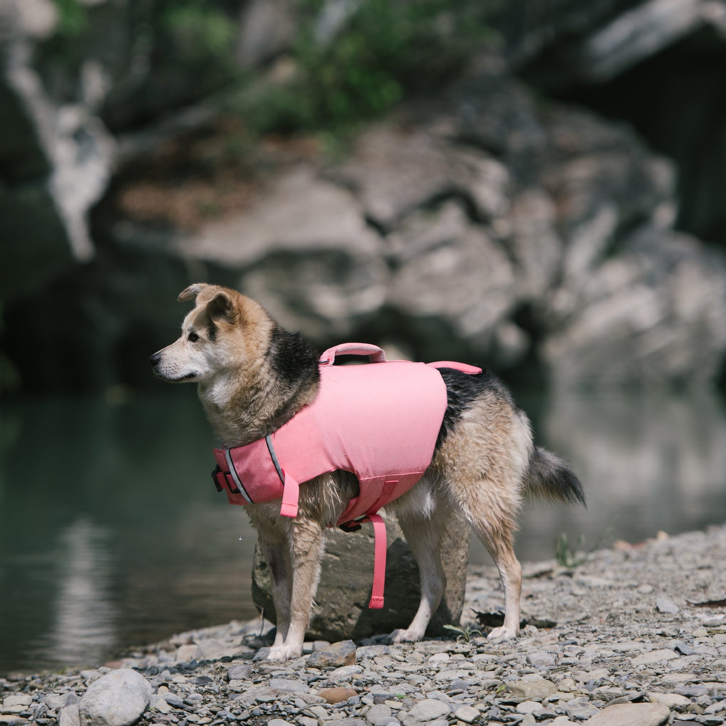 Adorable Design Dog life jacket High Buoyancy Anti-Drowning - FriskFable - friskfable
