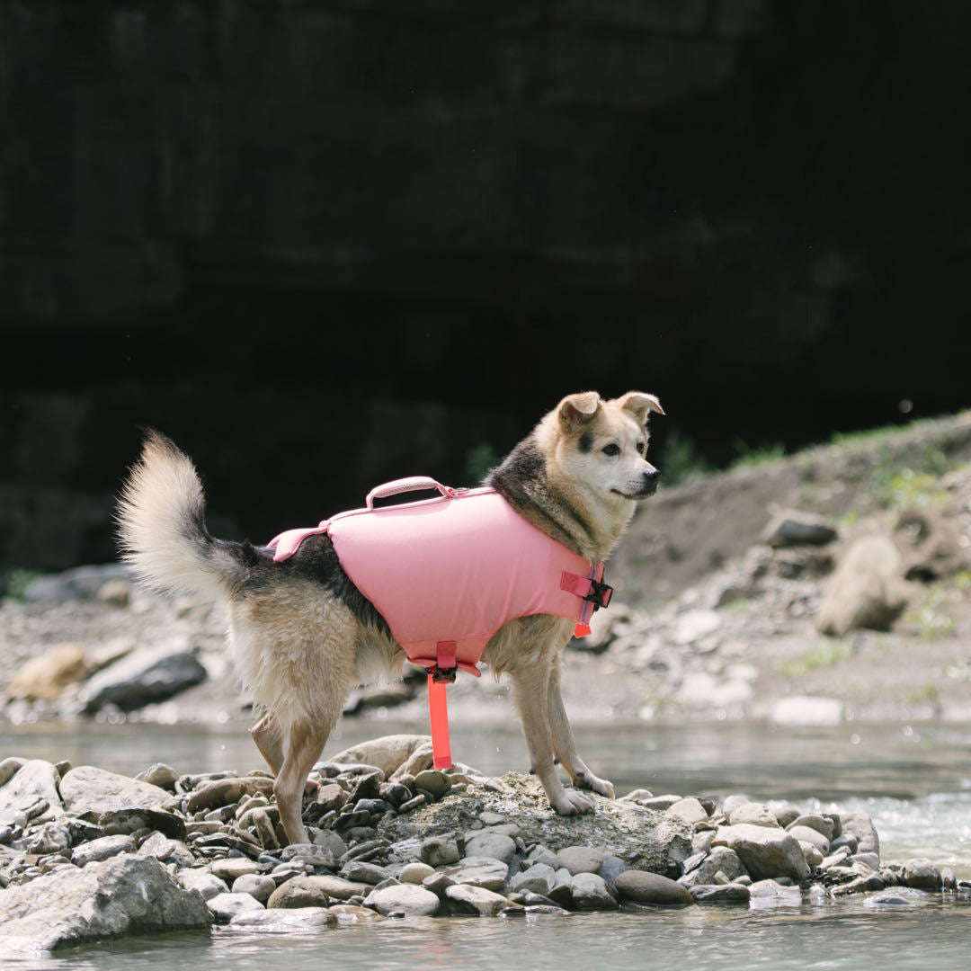 Adorable Design Dog life jacket High Buoyancy Anti-Drowning - FriskFable - friskfable