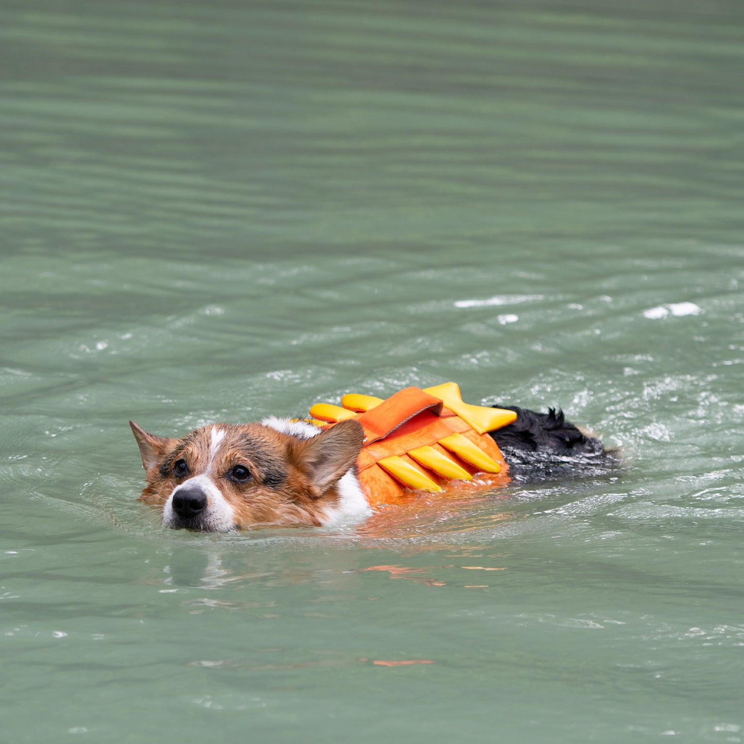 Adorable Design Dog life jacket High Buoyancy Anti-Drowning - FriskFable - friskfable