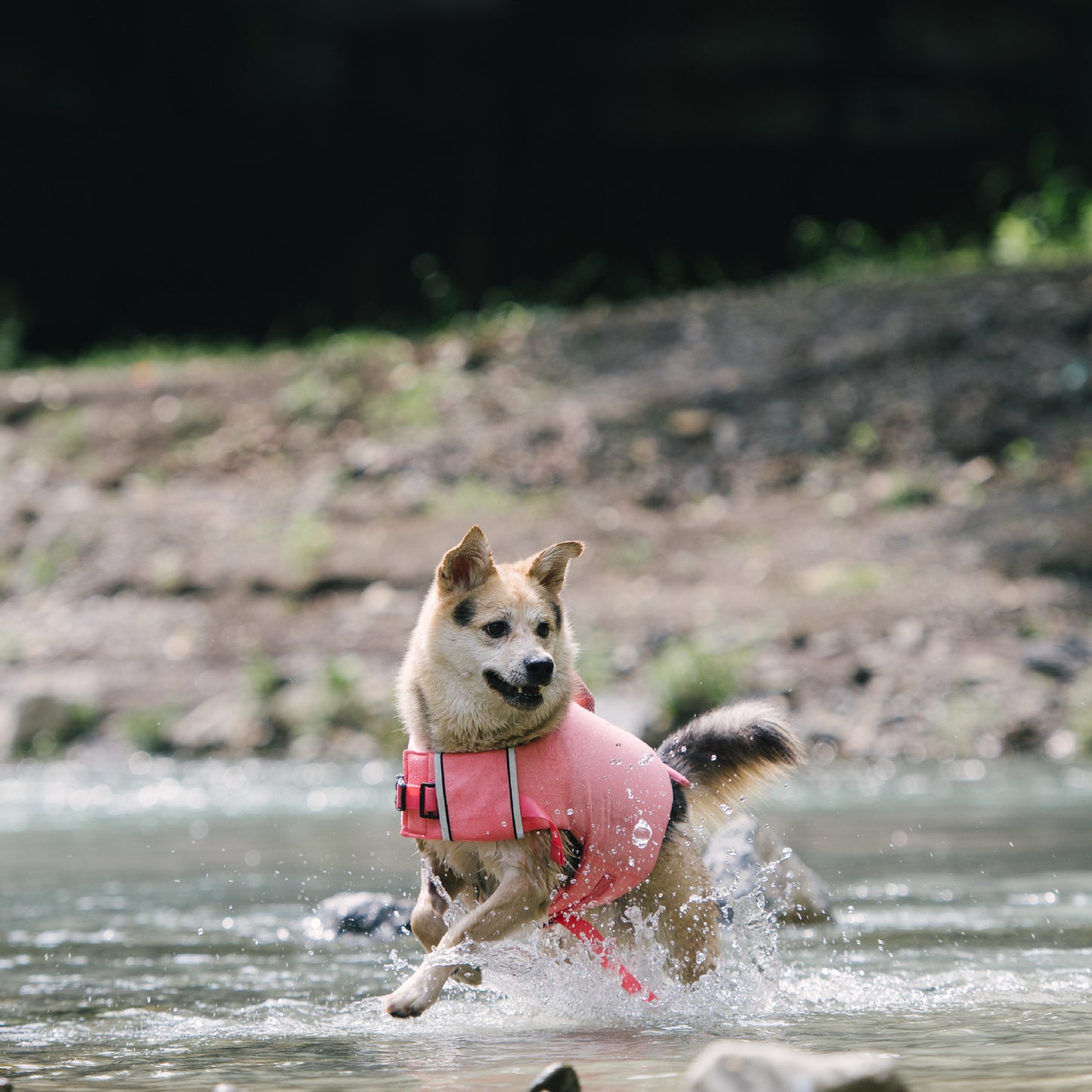 Adorable Design Dog life jacket High Buoyancy Anti-Drowning - FriskFable - friskfable