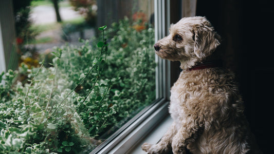Dog Car Seat Guide for Small Breeds: Safety & Comfort Tips