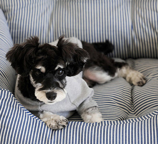 Dog Seat Belt vs Dog Car Seat: How to Choose the Safest Ride for Your Pup?
