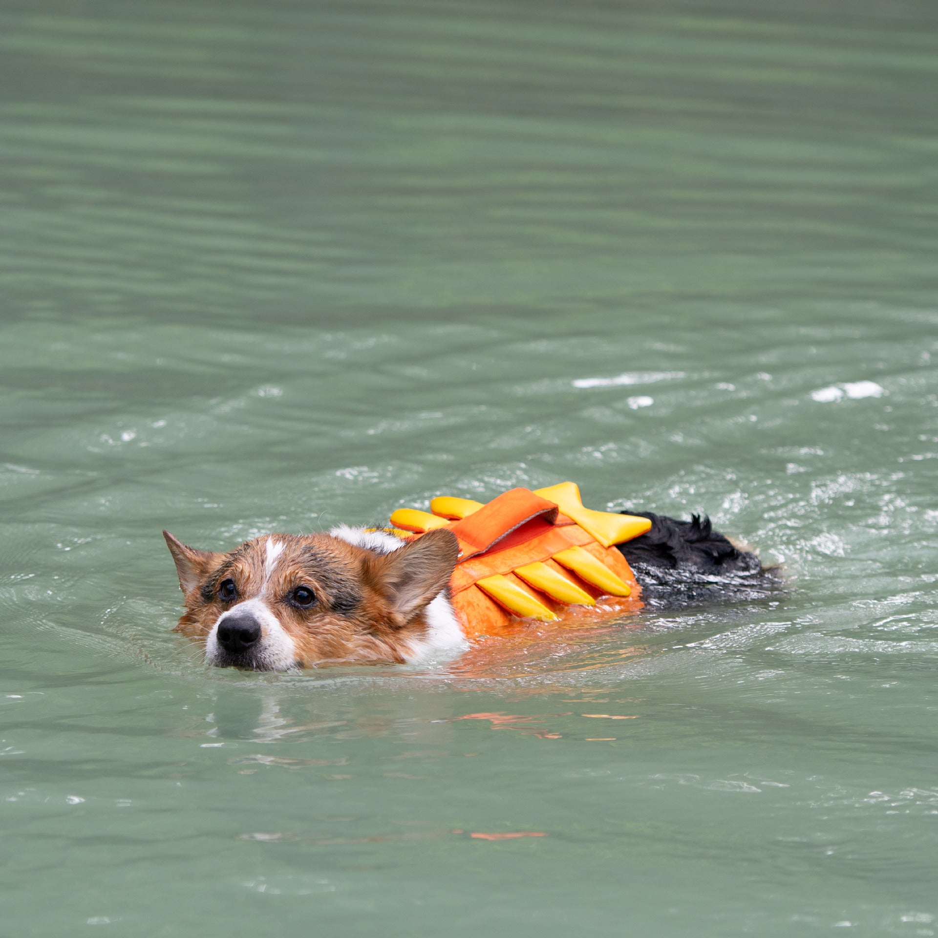 Adorable Design Dog life jacket High Buoyancy Anti-Drowning - FriskFable - friskfable